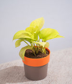 Golden Money Plant in Yellow Sunny-side Planter