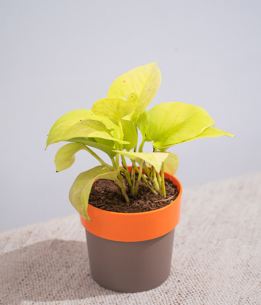 Money Plant in Orange Sunny-side Planter