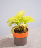 Money Plant in Orange Sunny-side Planter