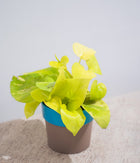 Golden Money Plant in Yellow Sunny-side Planter