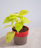 Golden Money Plant in Yellow Sunny-side Planter