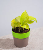 Golden Money Plant in Yellow Sunny-side Planter
