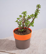 Jade Plant in Sunny-side Planter