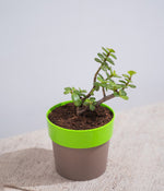 Jade Plant in Sunny-side Planter