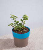 Jade Plant in Sunny-side Planter