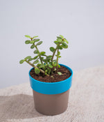Jade Plant in Sunny-side Planter