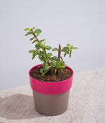Jade Plant in Sunny-side Planter