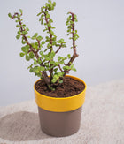 Jade Plant in Sunny-side Planter