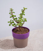 Jade Plant in Sunny-side Planter