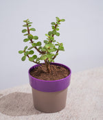 Jade Plant in Sunny-side Planter