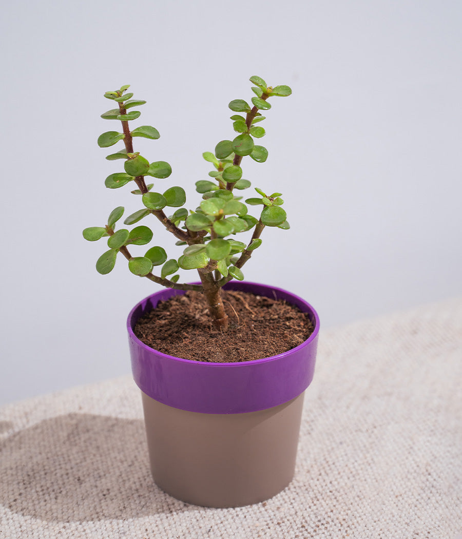 Jade Plant in Purple Sunny-side Planter