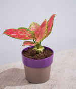 Aglaonema Valentine in Sunny-side - Handcrafted