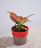 Aglaonema Valentine in Sunny-side - Handcrafted