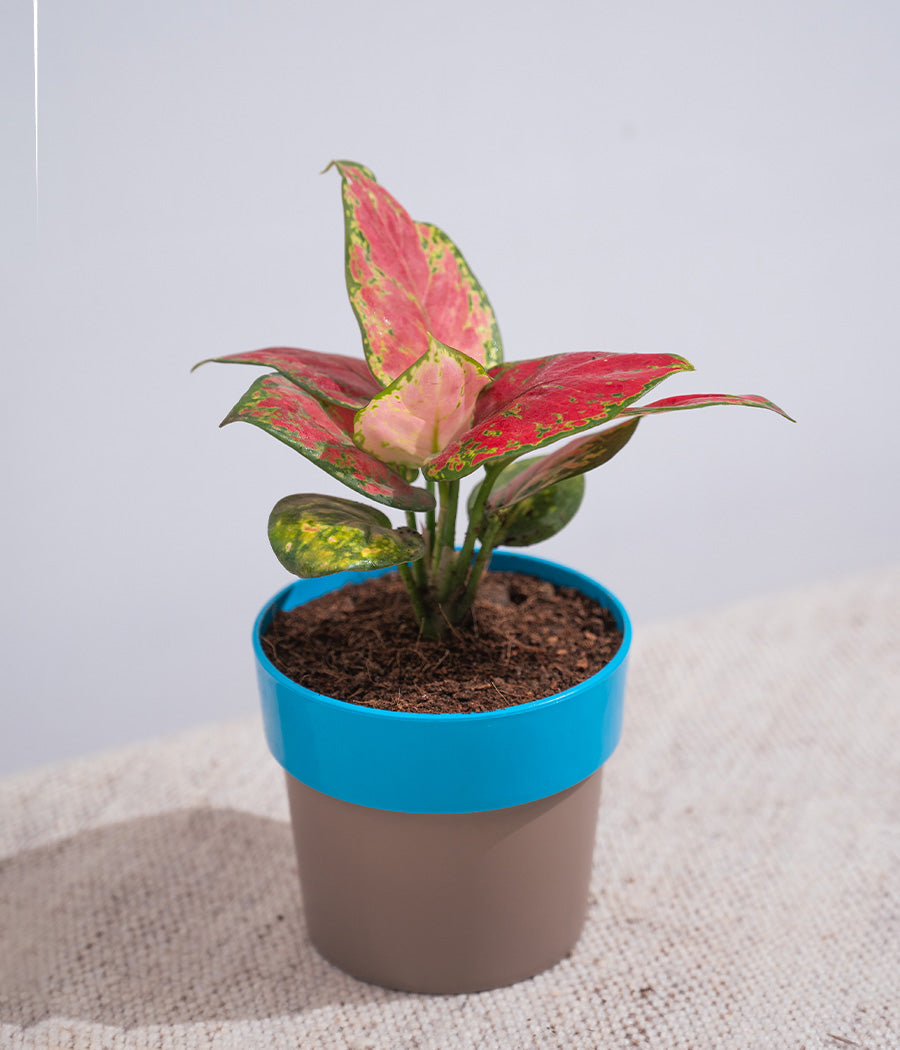 Aglaonema Valentine in Sunny-side - Handcrafted