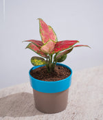 Aglaonema Valentine in Sunny-side - Handcrafted
