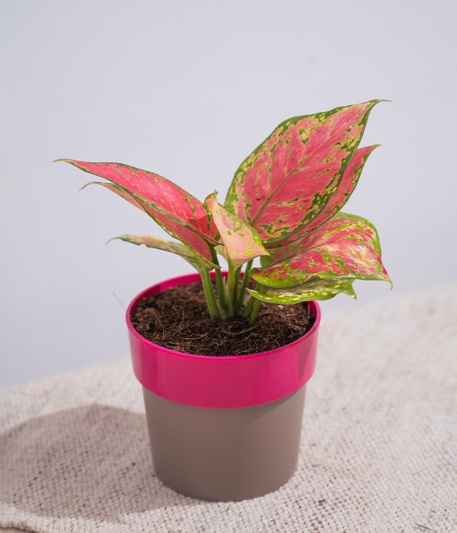 Aglaonema Valentine in Sunny-side - Handcrafted
