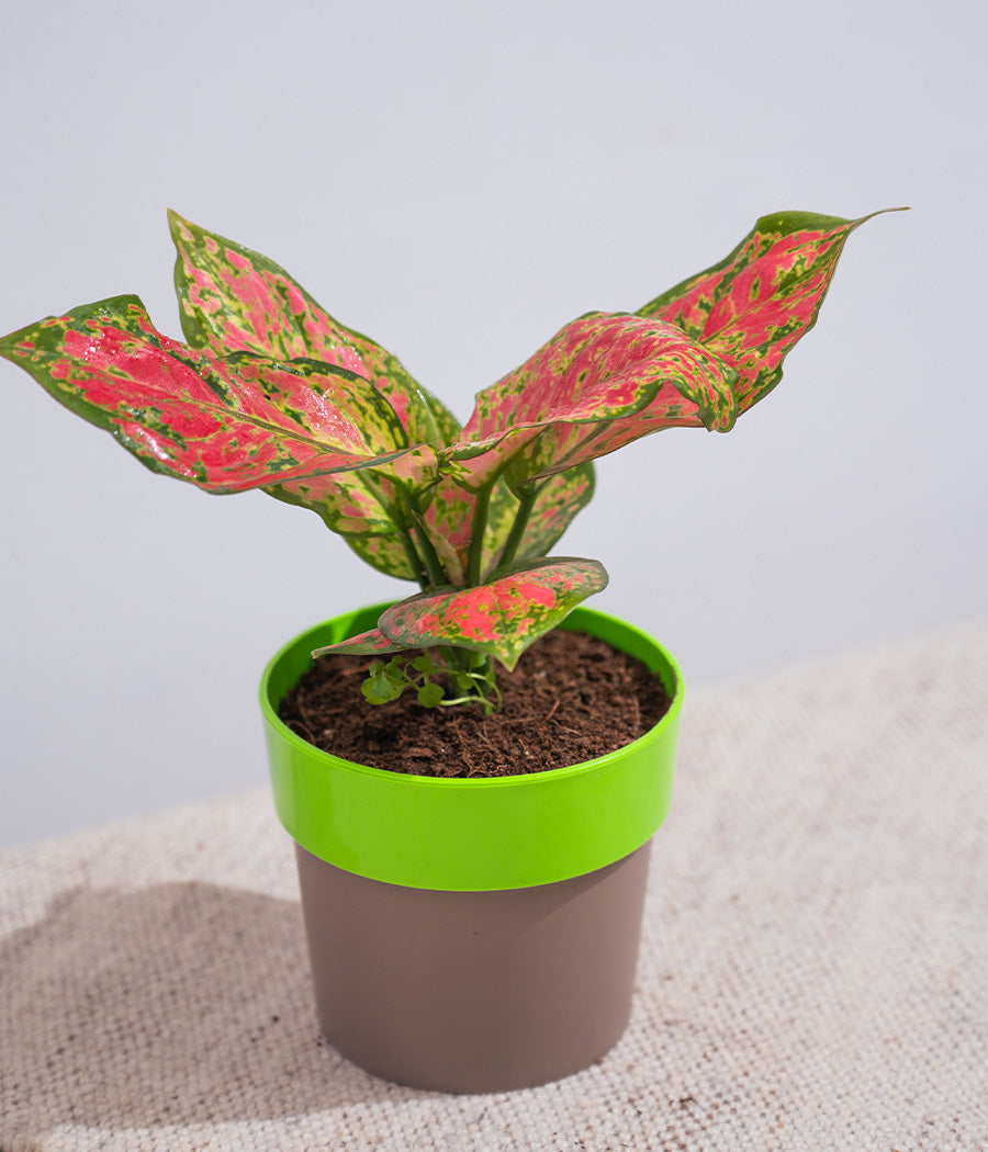 Aglaonema Valentine in Sunny-side - Handcrafted