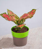 Aglaonema Valentine in Sunny-side - Handcrafted