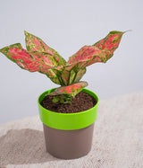 Aglaonema Valentine in Sunny-side - Handcrafted
