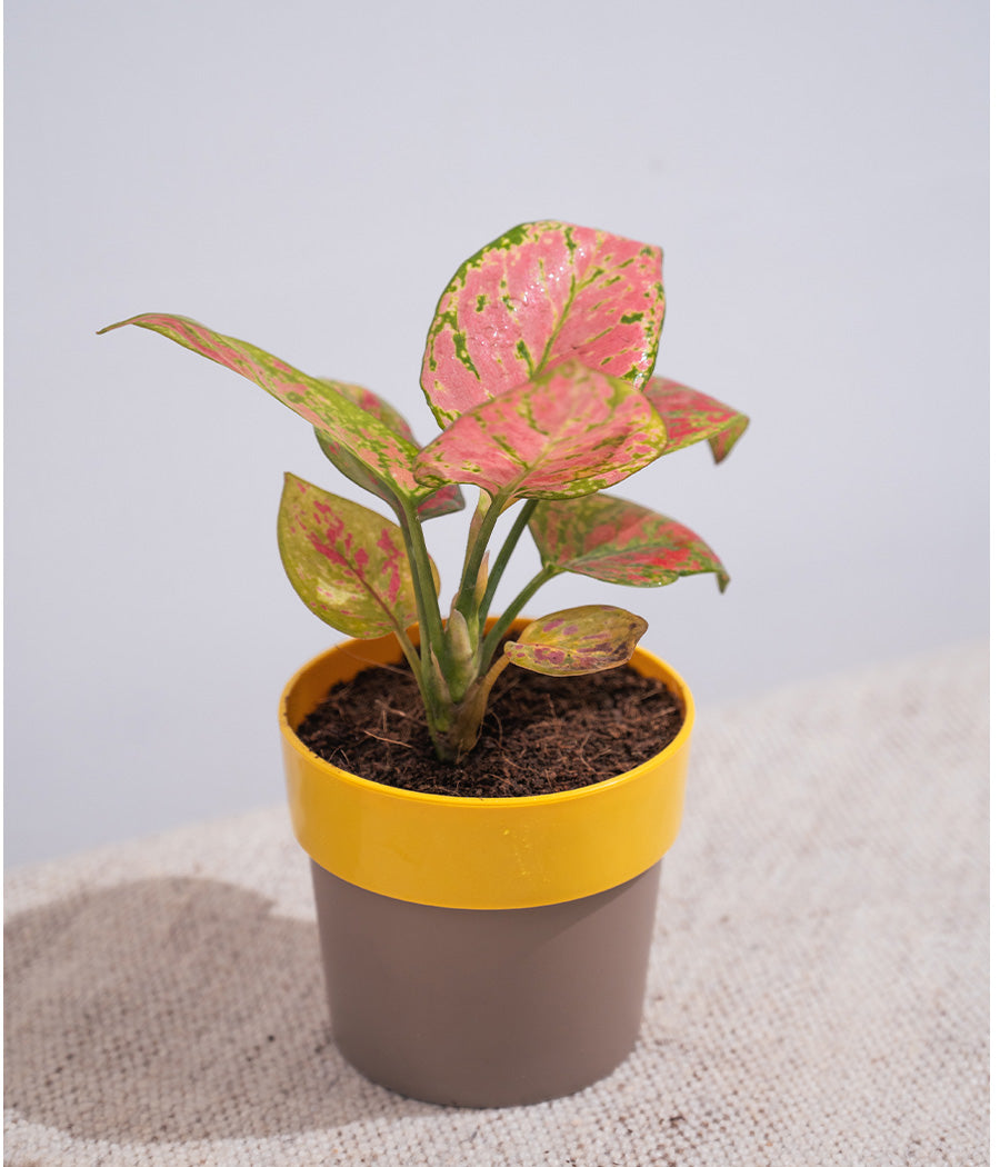Aglaonema Valentine in Sunny-side - Handcrafted