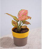 Aglaonema Valentine in Sunny-side - Handcrafted