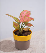Aglaonema Valentine in Sunny-side - Handcrafted