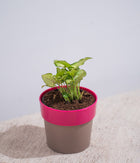 Syngonium Green in Sunny-side Planter