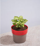 Syngonium Green in Sunny-side Planter