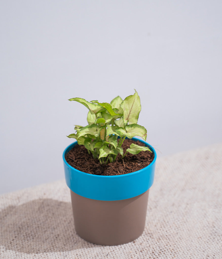 Syngonium Green in Sunny-side Planter