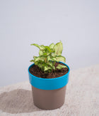 Syngonium Green in Sunny-side Planter