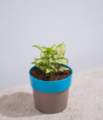 Syngonium Green in Sunny-side Planter