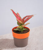 Aglaonema Valentine in Sunny-side - Handcrafted
