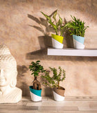 Set of 4 Plants in Self Watering Planters