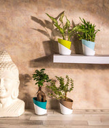 Set of 4 Plants in Self Watering Planters