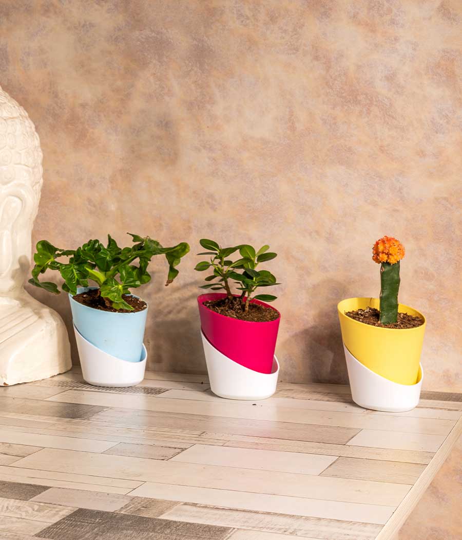 Set of 3 Plants in Self Watering Planters