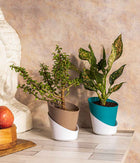 Jade & Aglaonema Snow White Plant in Self Watering Planter