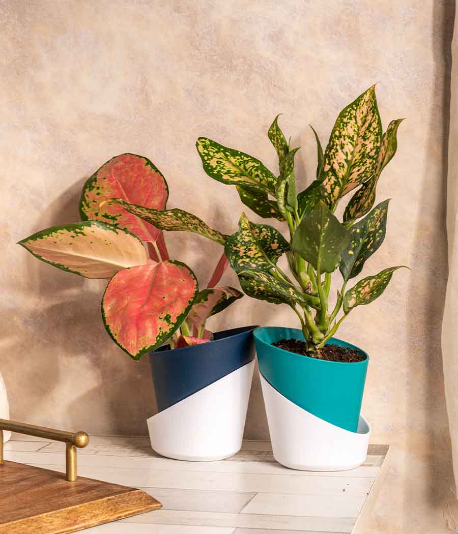 Set of 2 Plant/Succulent in Self Watering - Handcrafted
