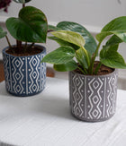 Set of 2: Philodendron Red + Birkin in Tribal Ceramic Planters