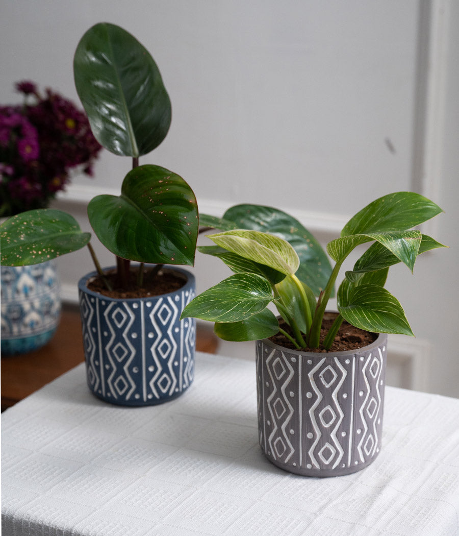 Set of 2: Philodendron Red + Birkin in Tribal Ceramic Planters