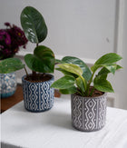 Set of 2: Philodendron Red + Birkin in Tribal Ceramic Planters