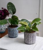 Set of 2: Philodendron Red + Birkin in Tribal Ceramic Planters