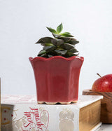 Echeveria Succulent in Small Ceramic Pot