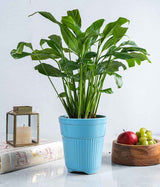 Peace Lily in Tall Ceramic Planter