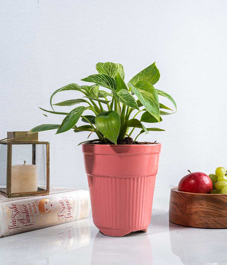 Philodendron Birkin in Tall Ceramic Planter