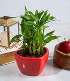 2 Layer Lucky Bamboo in Heart-shaped Red Ceramic Pot
