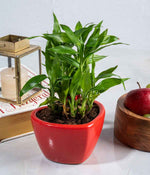 2 Layer Lucky Bamboo in Heart-shaped Red Ceramic Pot