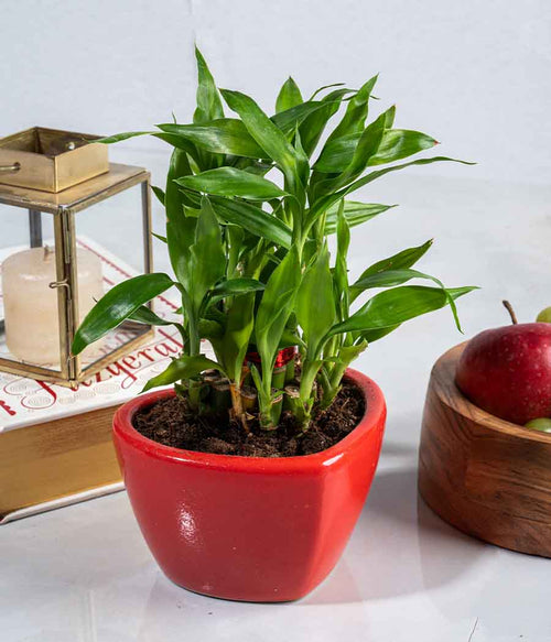 2 Layer Lucky Bamboo in Heart-shaped Red Ceramic Pot