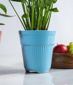 Peace Lily in Tall Ceramic Planter