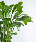 Set of 2 : Philodendron Birkin + Peace Lily in Tall Ceramic Planters