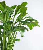 Set of 2 : Philodendron Birkin + Peace Lily in Tall Ceramic Planters